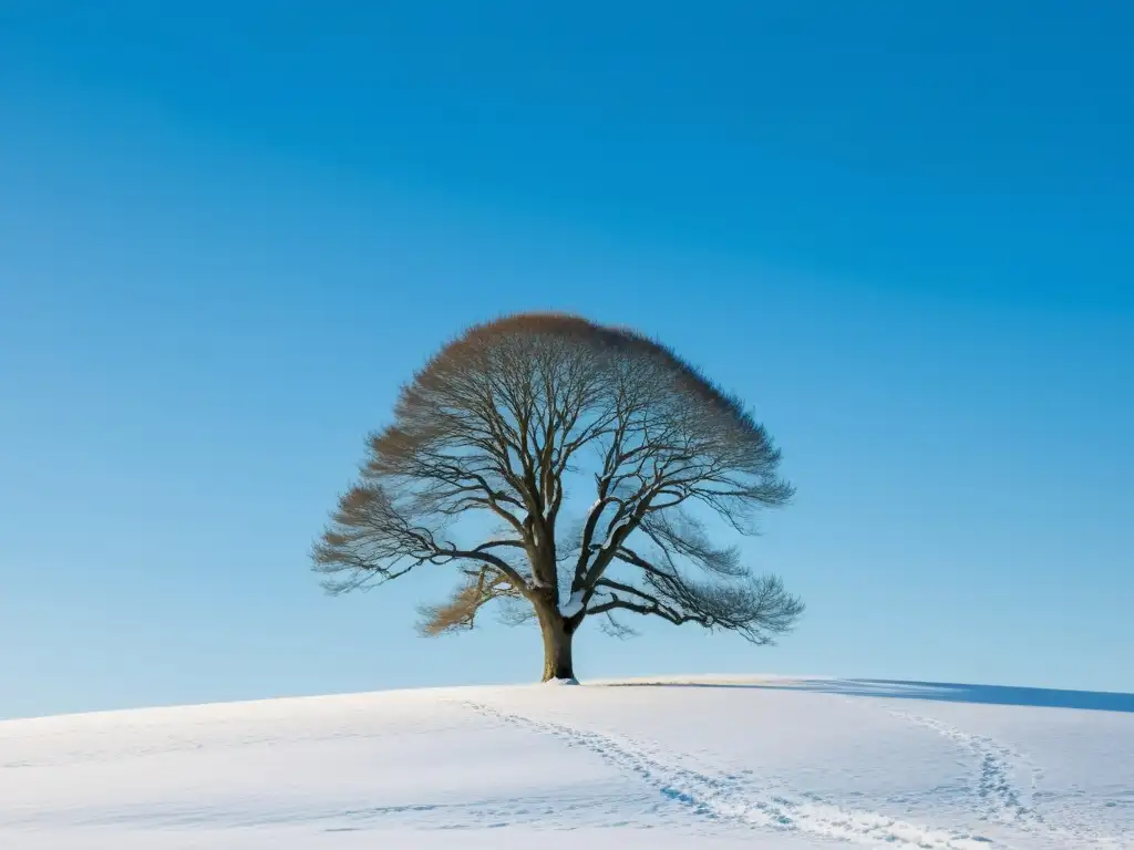 Una fotografía estacional y Feng Shui con un paisaje nevado y sereno, donde un árbol solitario destaca en primer plano