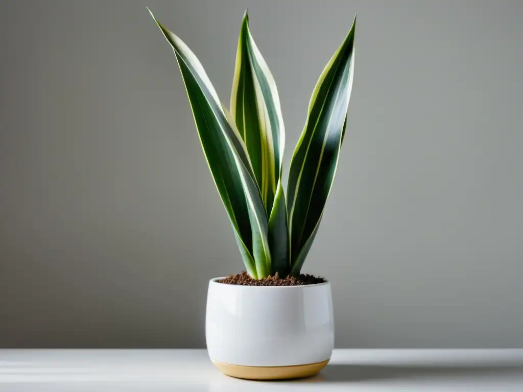 Planta purificadora feng shui para interiores en maceta blanca moderna, hojas verdes y amarillas, luz suave