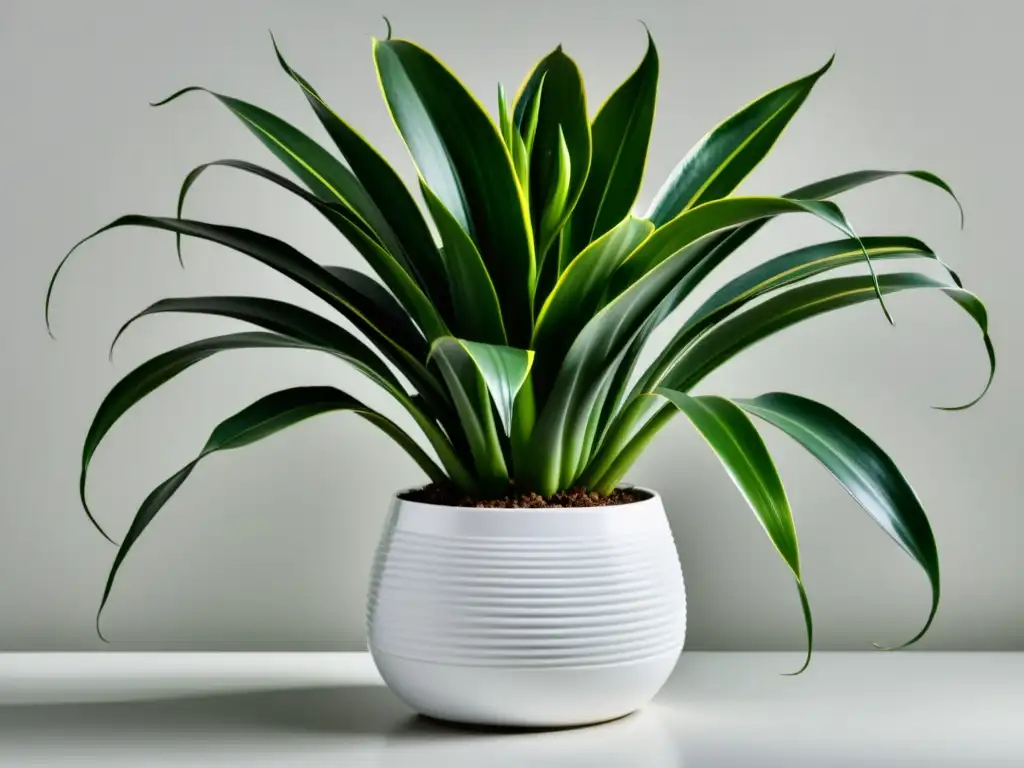 'Una serena planta curativa para armonía Feng Shui: Sansevieria trifasciata con hojas verdes en maceta blanca sobre fondo blanco